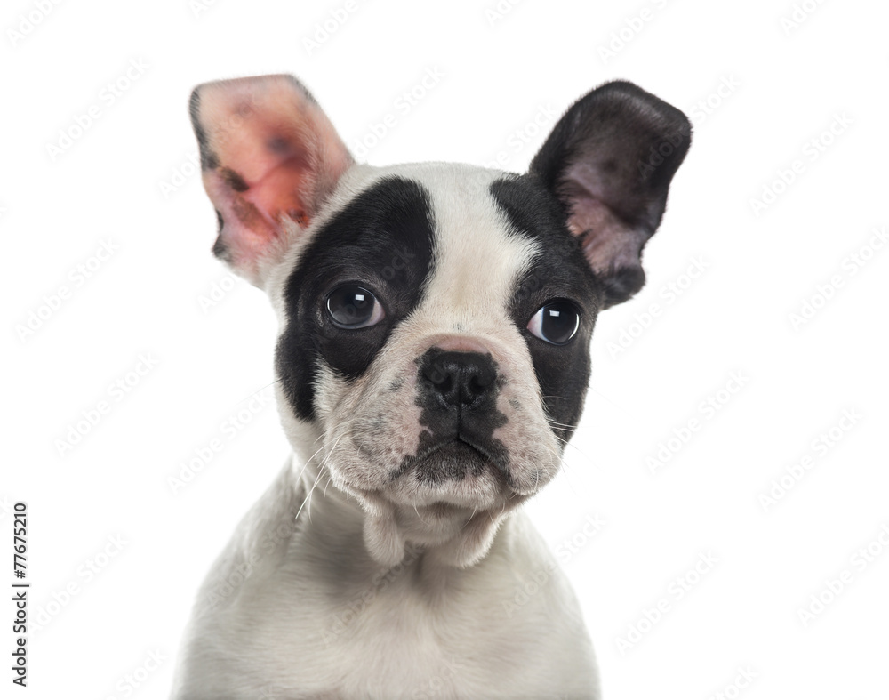 Close-up of a French Bulldog