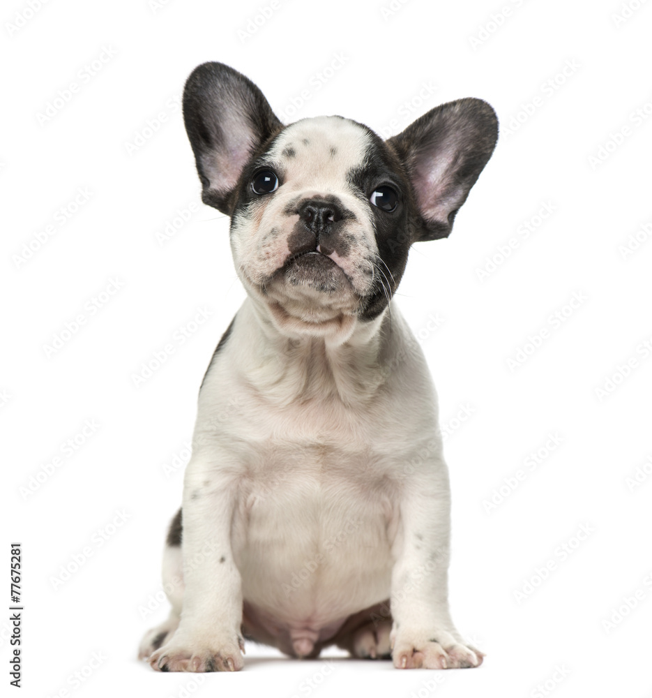 French Bulldog puppy