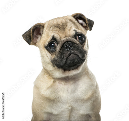 Fototapeta Naklejka Na Ścianę i Meble -  Close-up of a pug