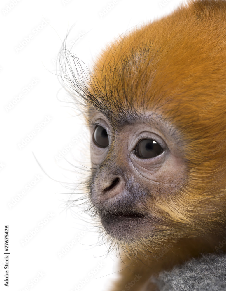 Obraz premium Close-up of a baby Francois Langur (1 month)