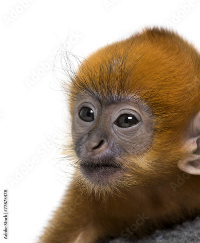 Close-up of a baby Francois Langur (1 month) © Eric Isselée