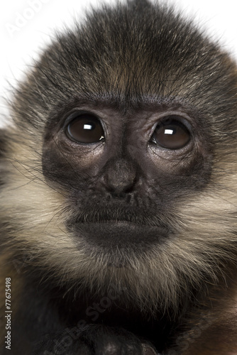 Close-up of a baby Francois Langur (4 months) © Eric Isselée
