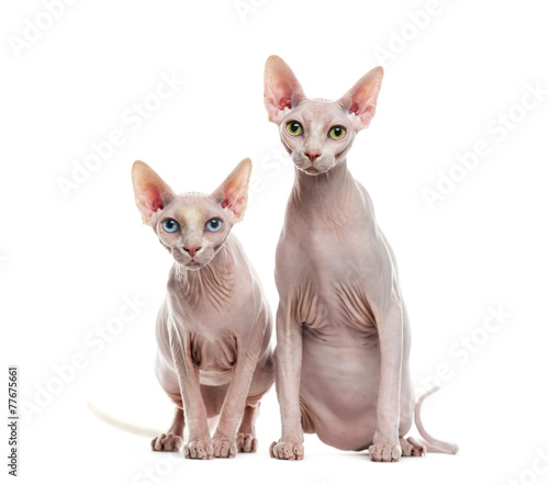 Fototapeta Naklejka Na Ścianę i Meble -  Two Sphinxes