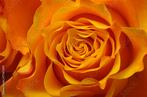 Macro of orange rose
