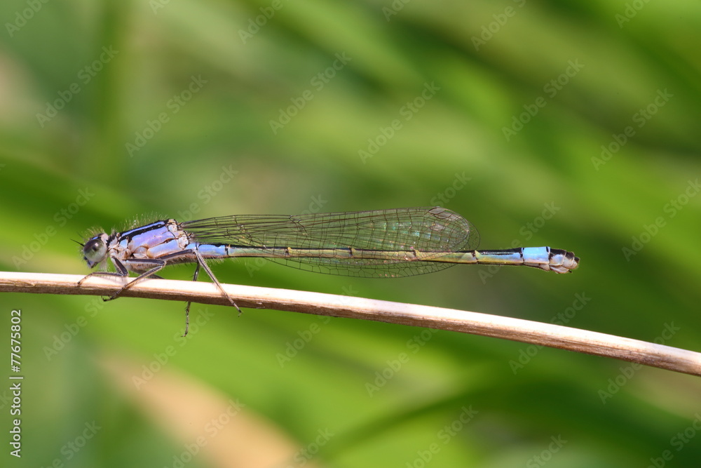 Blue-tailed Damselfly Dragonfly Blue-tailed Damselfly Dragonfly