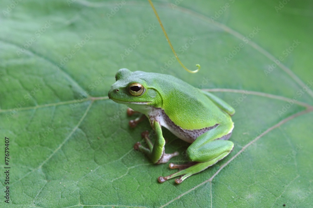 Naklejka premium 蛙