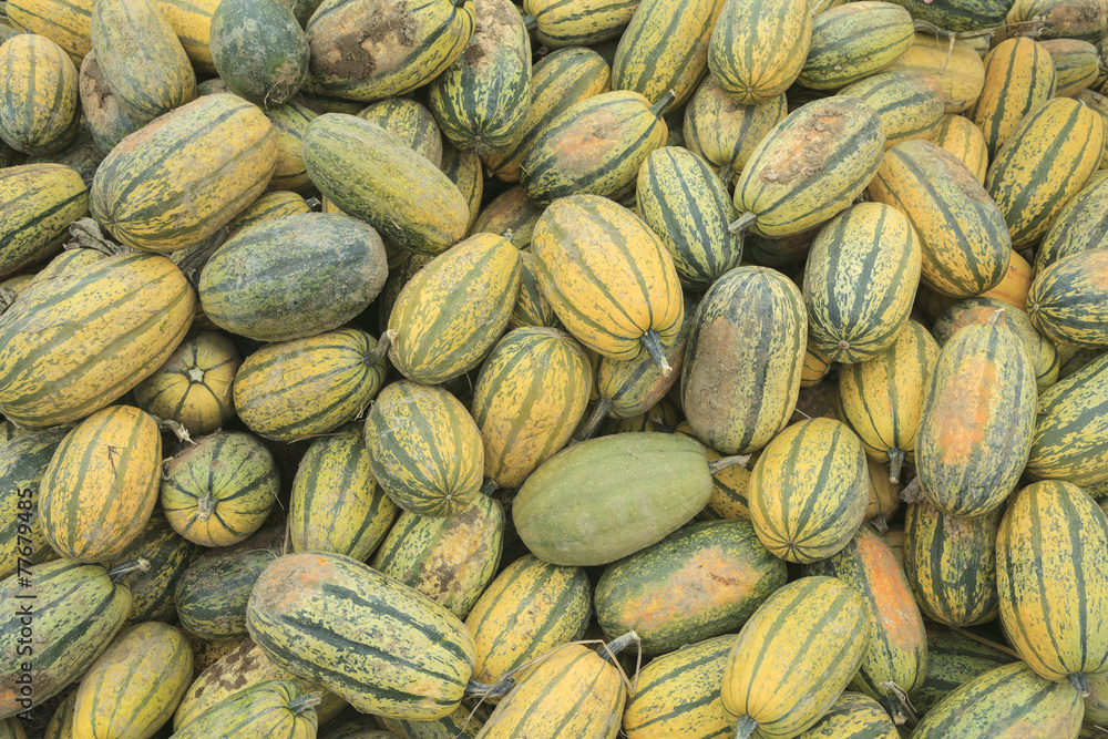 Lot of diferent kind of pumpkin on the field Lot of diferent kind of pumpkin on the field