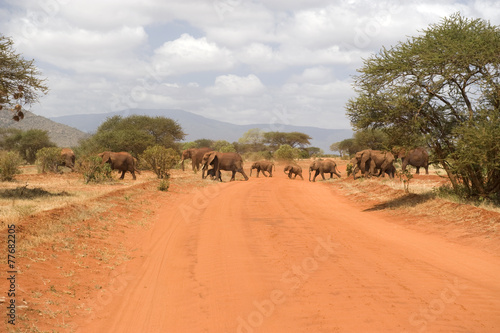 Crossing elephant