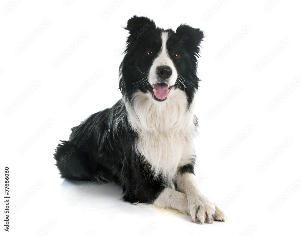 border collie