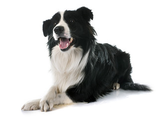 border collie