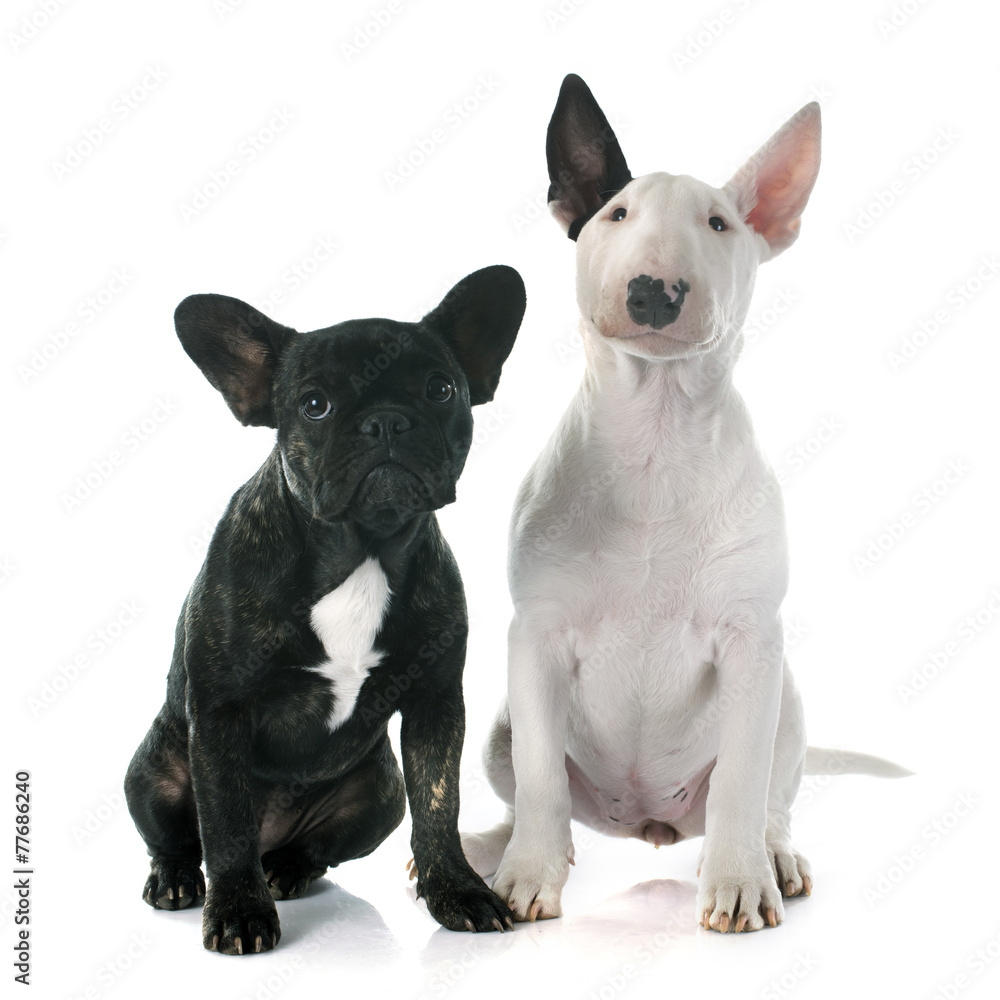 puppy bull terrier and french bulldog