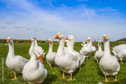 Fototapeta White geese