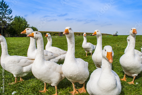 Fotografia, Obraz White geese