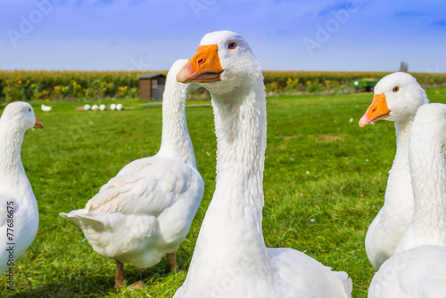 Vászonkép Flock of free range geese