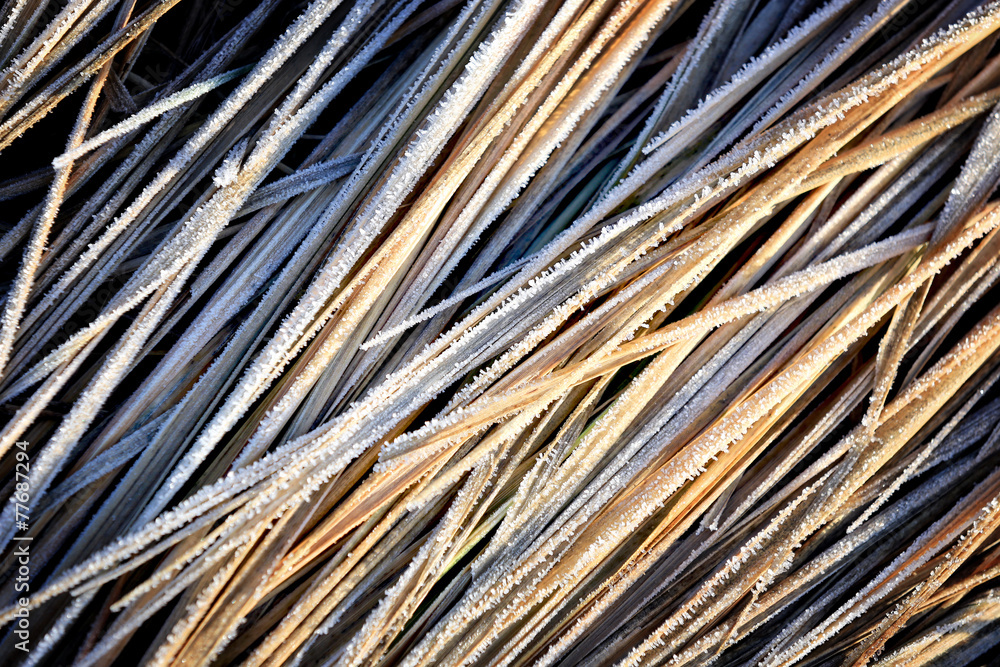 Frosted grass Frosted grass