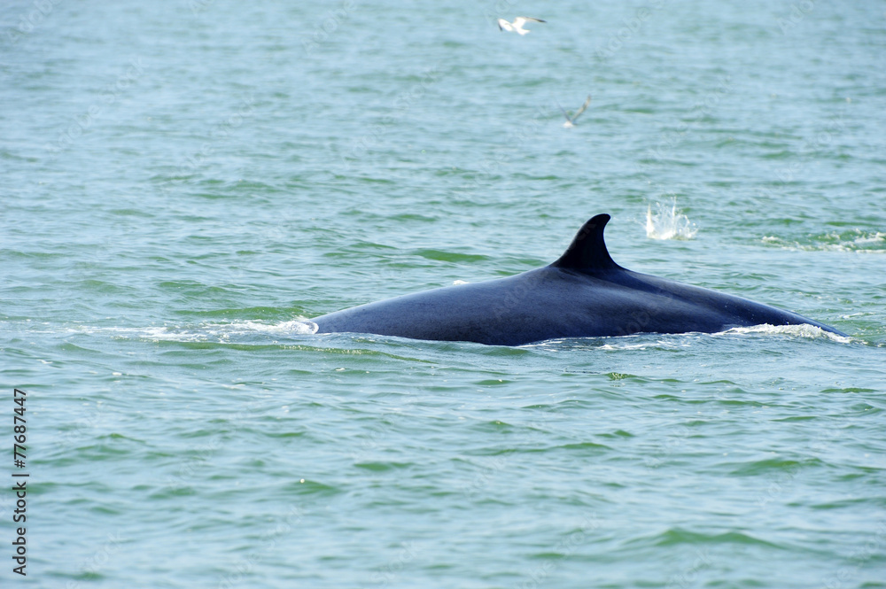 Fototapeta premium The Whale with Seagull