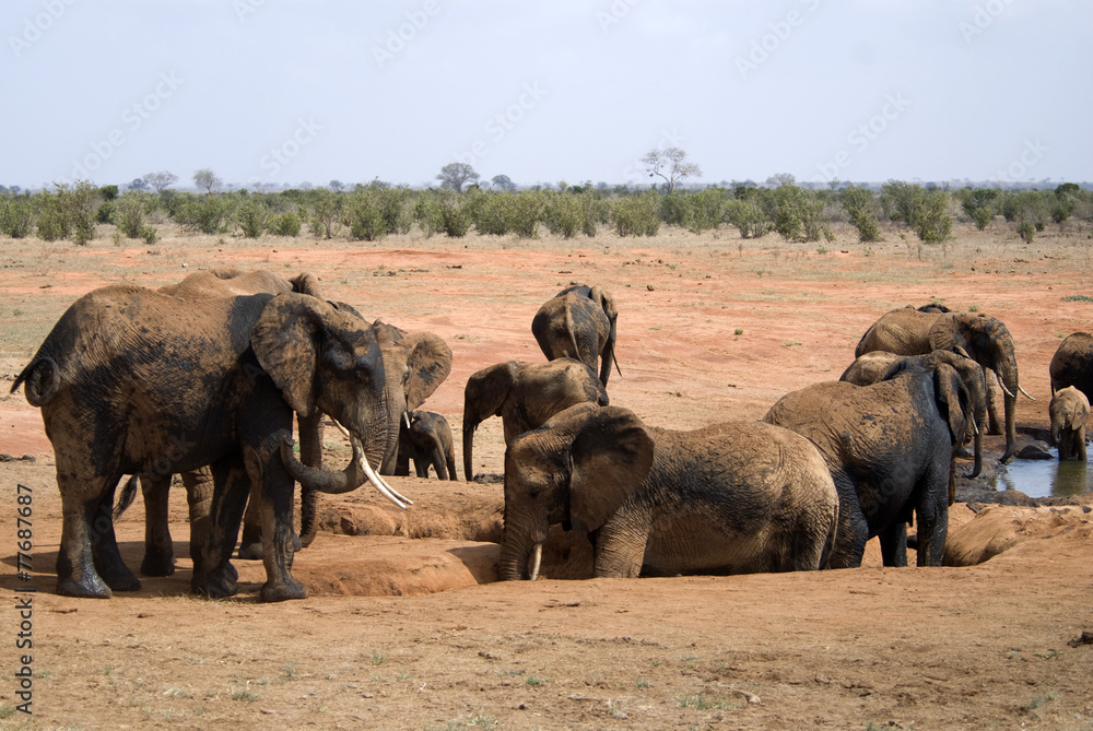 Obraz premium Elephants are drinking