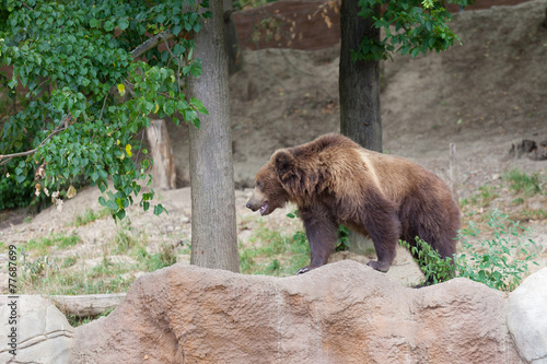 Big Kamchatka brown bear among stones