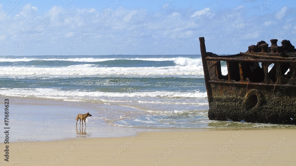 dingo at Maheno Wreck, Fraser Island, Queensland, Australia