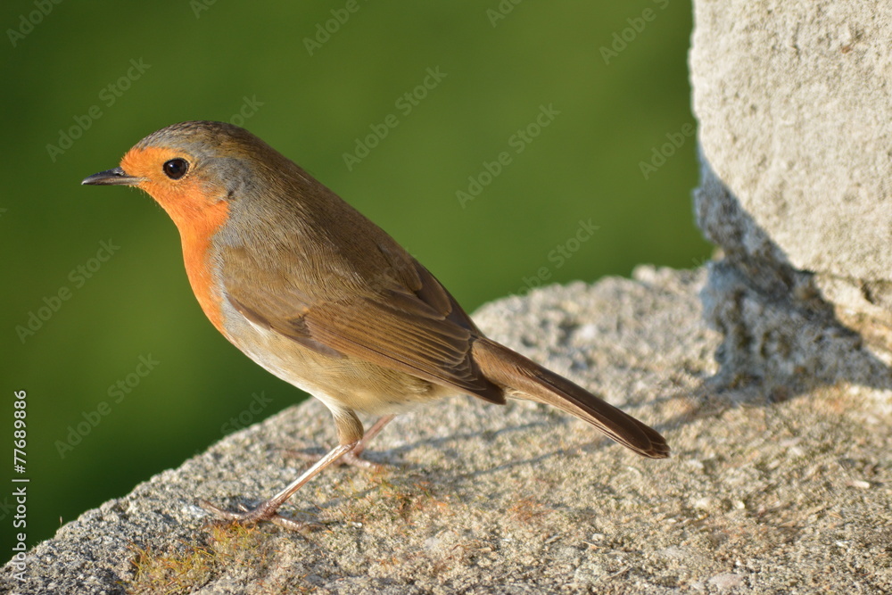 Fototapeta premium rouge gorge
