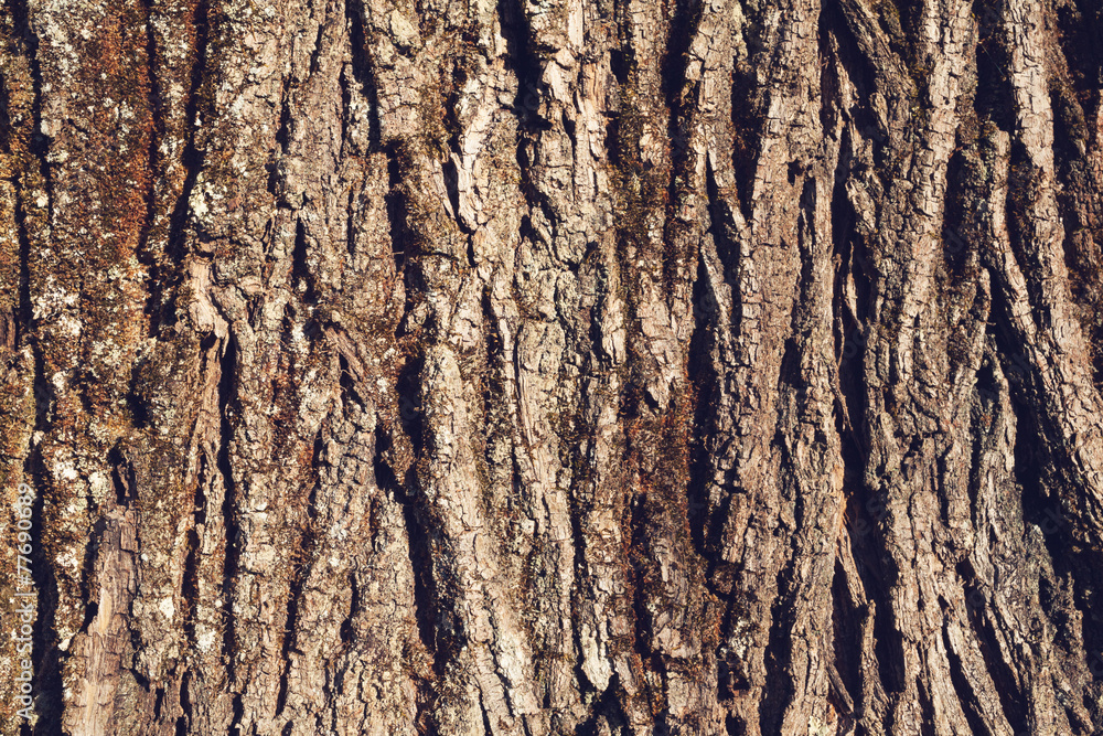 Obraz premium texture of tree bark, natural