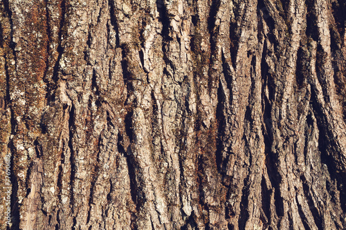 texture of tree bark, natural