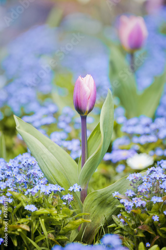 Beautiful multiflowers bed in garden, Holland photo