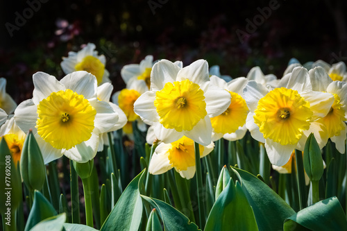 Fototapeta Naklejka Na Ścianę i Meble -  narcissus flower in spring