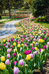 Wandcirkels Tulp Tulpenveld in volle lentebloei  © chungking