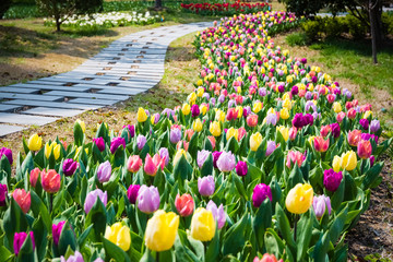 Wandcirkels Tulp Tulpenveld in zacht voorjaarslicht  © chungking
