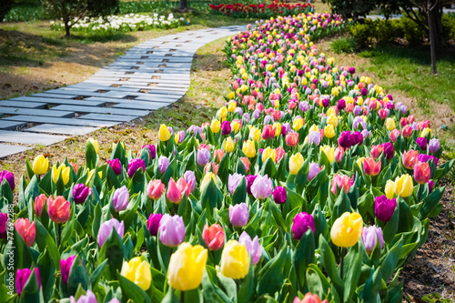 Fototapeta Naklejka Na Ścianę i Meble -  tulip flower field in spring