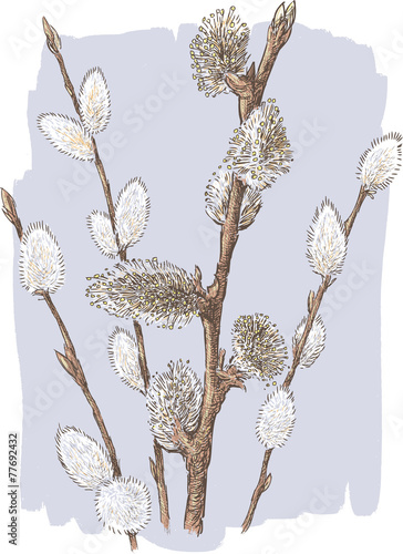 pussy willow twigs