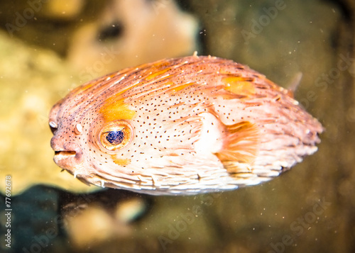 Thornback boxfish (tetrasomus gibbosus) Australia photo