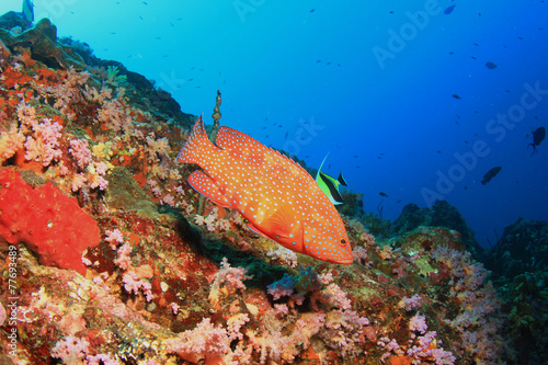 Red coral grouper (hind) fish on coral reef underwater