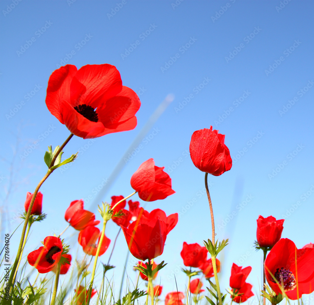 Obraz premium low angle photo of red poppies against sky with light burst . im
