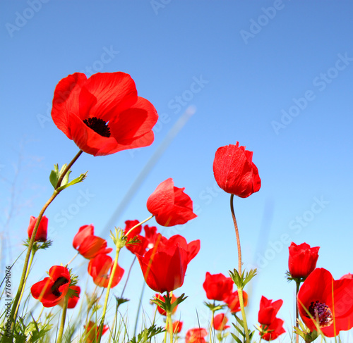 low angle photo of red poppies against sky with light burst . im