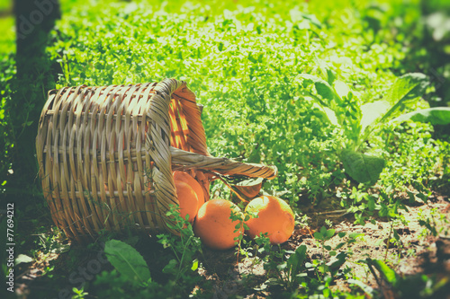 Basket with oranges on green grass in sunshine. retro faded styl