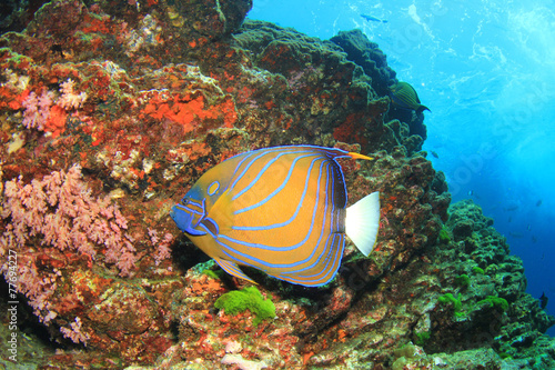 Blue ringed Angelfish