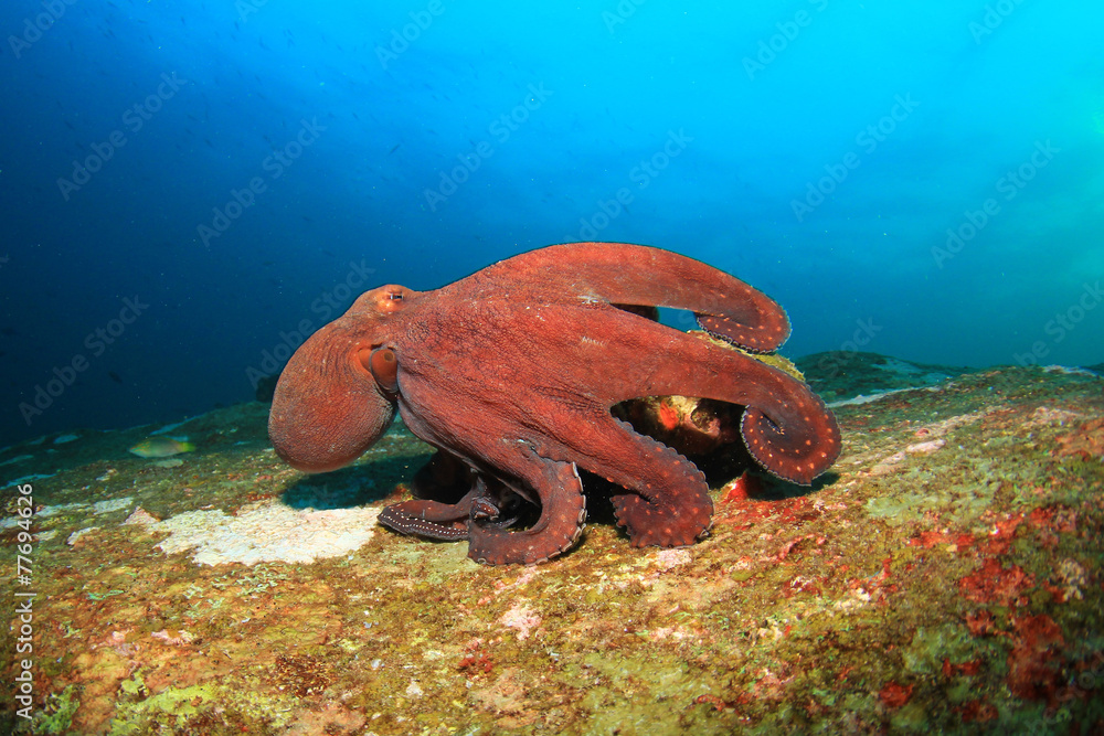 Naklejka premium Big Red Octopus on coral reef