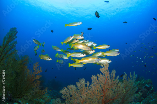 Fototapeta Naklejka Na Ścianę i Meble -  School of Snappers fish on coral reef
