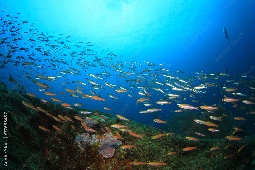 Fototapeta premium Fish and Coral Reef underwater