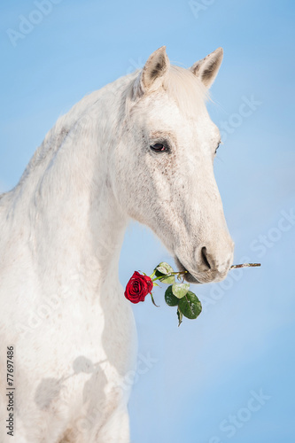 White horse holding a red rose in its mouth