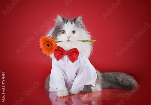 cat in a shirt and tie with a flower on a red background isolate