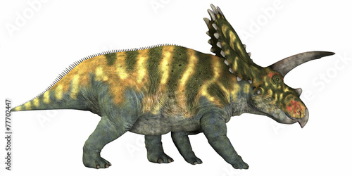 Fotografi Coahuilaceratops on White
