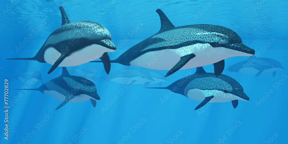 Striped Dolphin Pod Striped Dolphin Pod