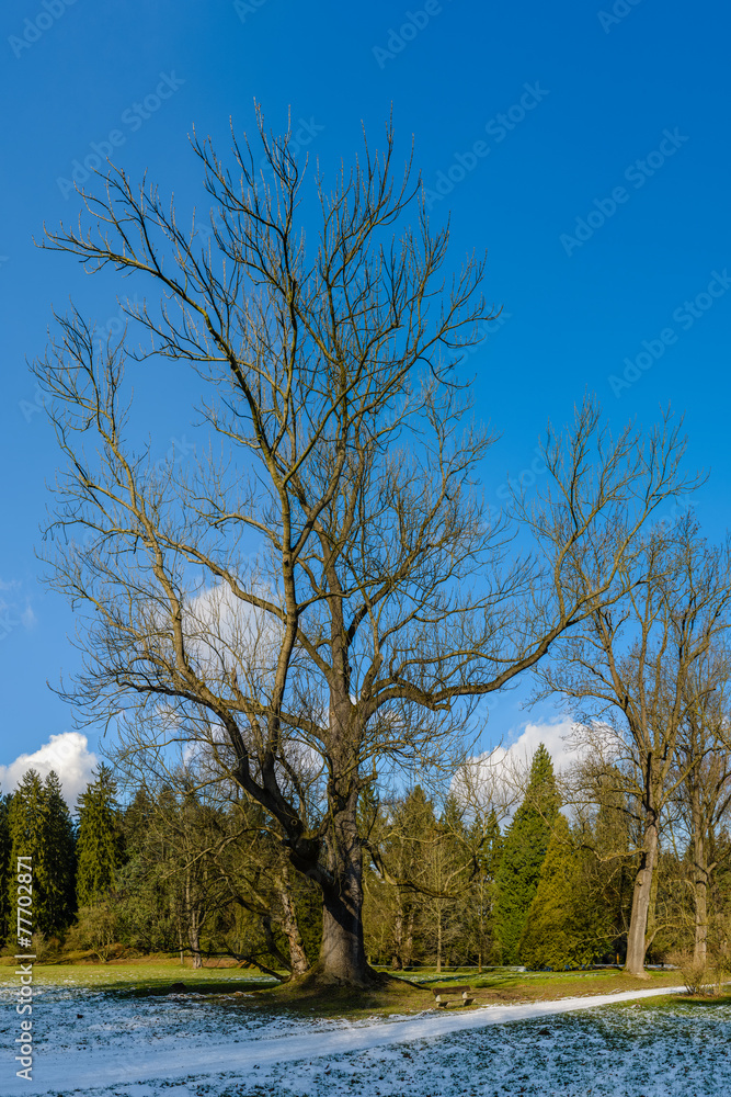 Fototapeta premium Prague, Pruhonice - chateau park huge old tree winter view