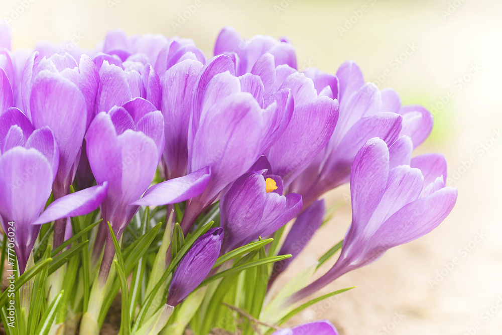 Crocus Garden Crocus Garden