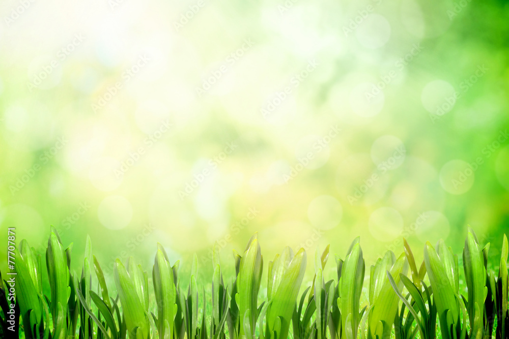 Nature with grass in morning