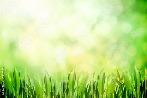 Nature with grass in morning
