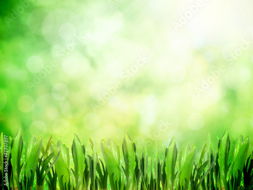 Park with grass in sunlight in spring